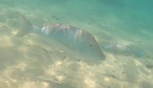 Big fish, little fish.. emperor's at Coral Bay in the shallows