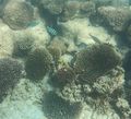 Nudi Reef