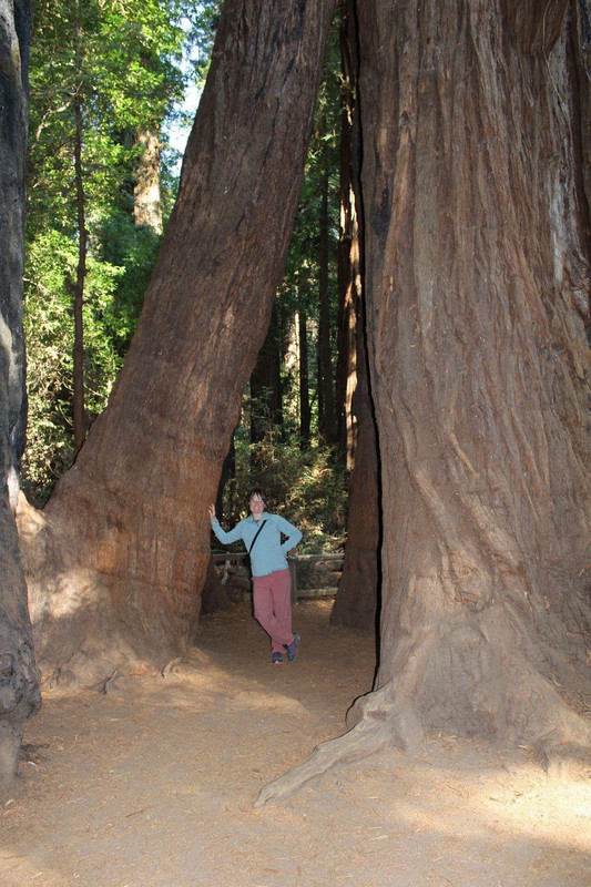 Redwood-träd