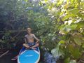 Stand up paddle på Hanalei river