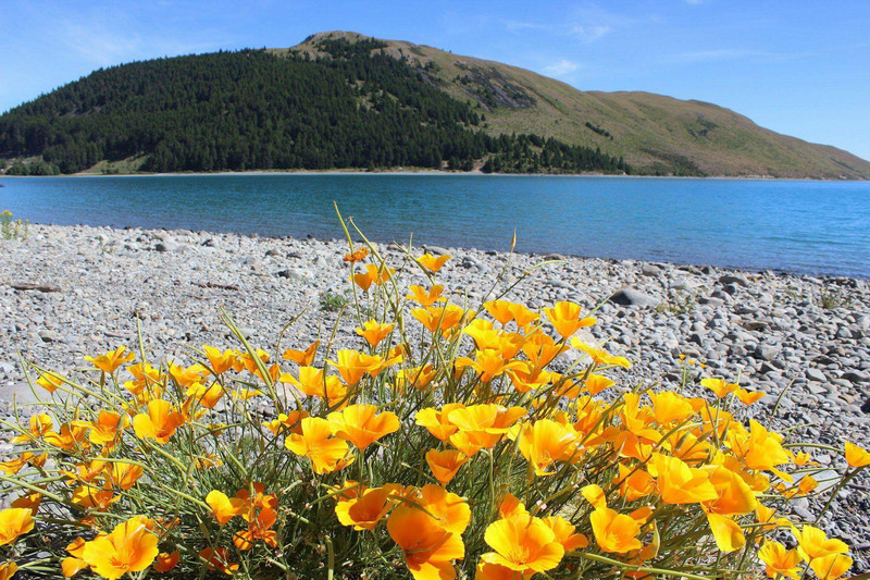 Lake Tekapo och andra vackra blommor 