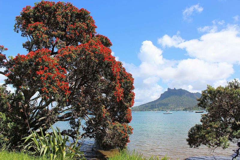 Pohutukawa-träd vid Te Whara track