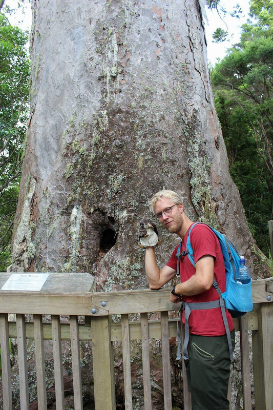 Ett av Nordöns största Kauri-träd