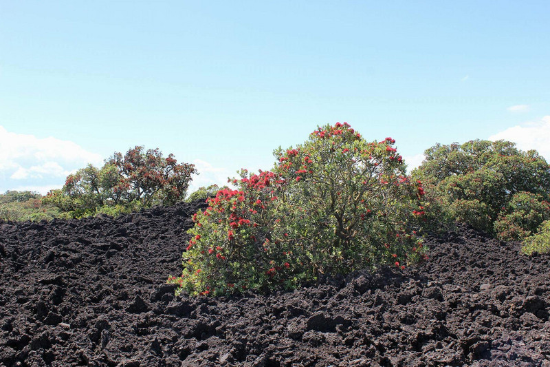 Rangitoto