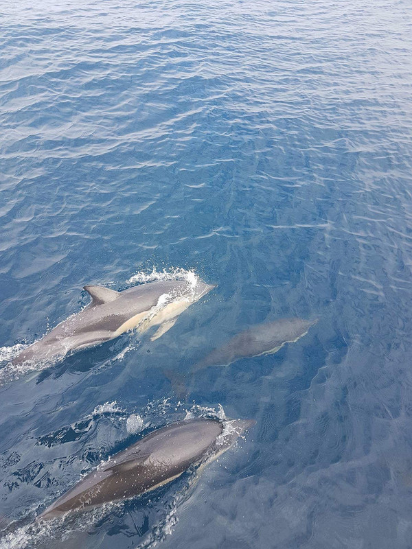 Delfiner i Bay of Islands