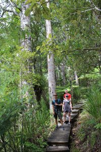 En tur i en Kauri-skog i Auckland