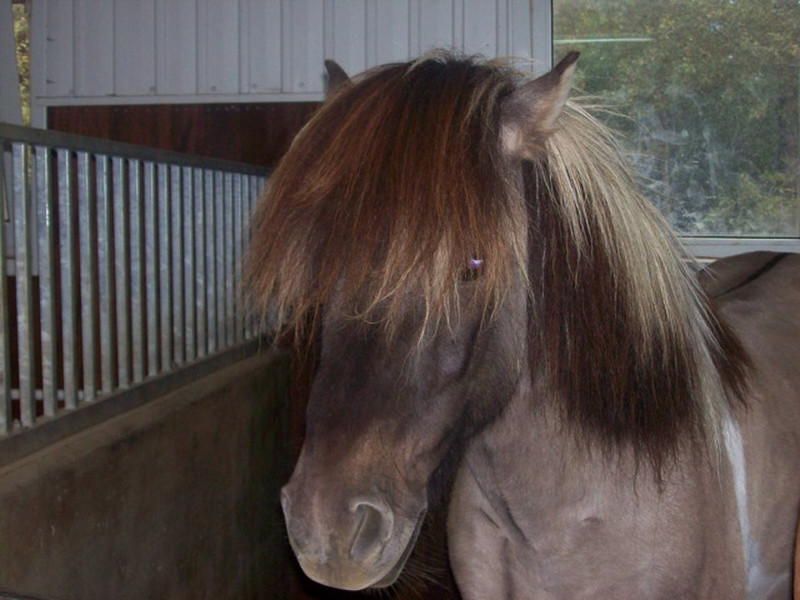 Icelandic Horse, of course