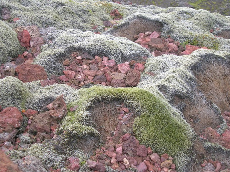 And a close up of the vegetation