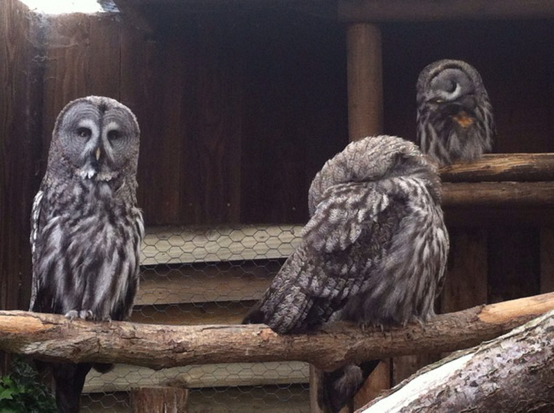 Great grey owls