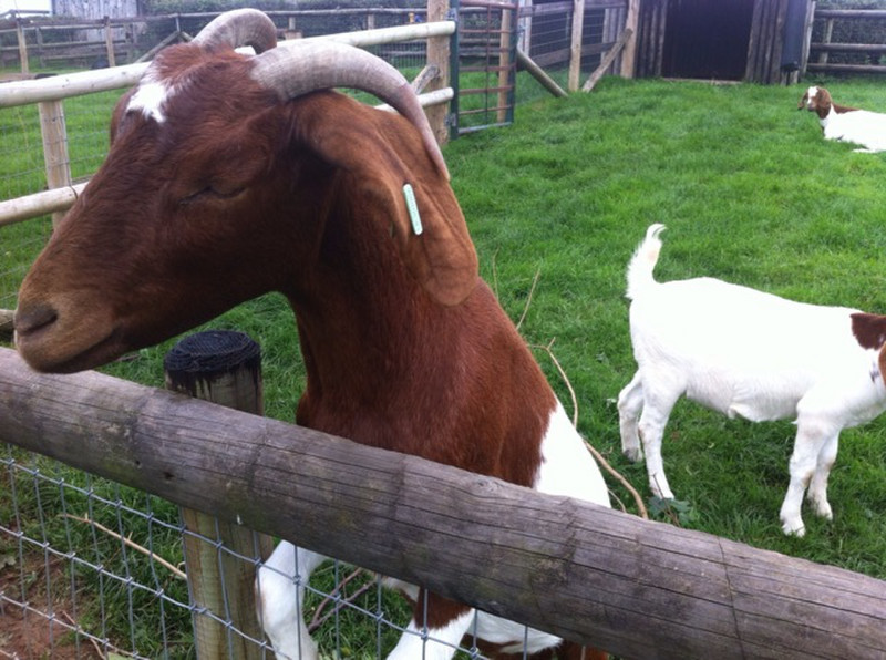 A friendly goat