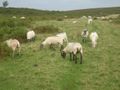 Sheeps on Brecon Beacons