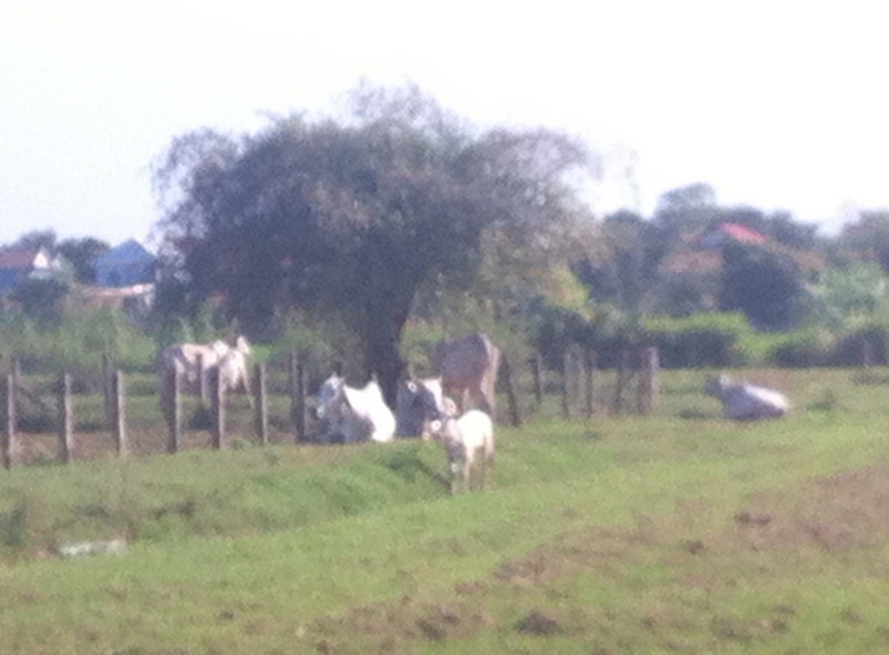 Blurry cows on the cycle track.
