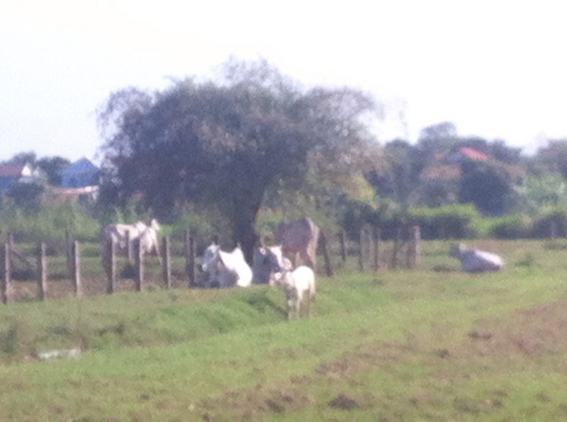 Blurry cows on the cycle way.