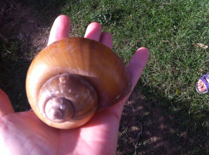 Giant freshwater snail
