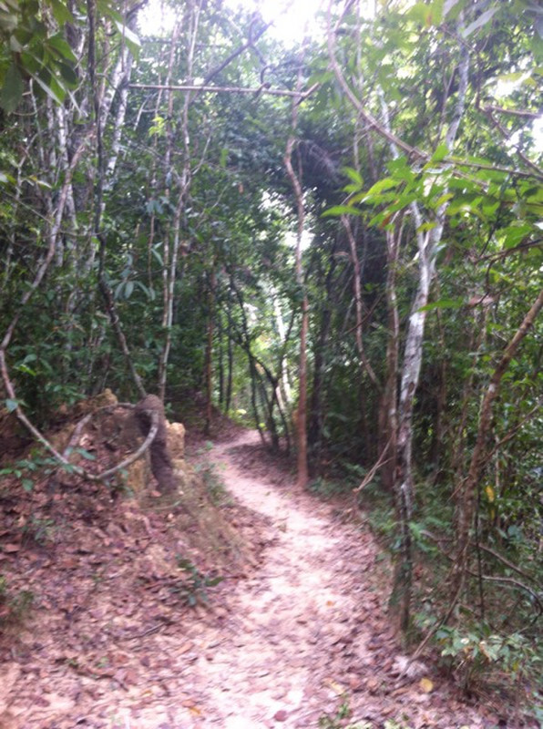 Bike track through the jungle