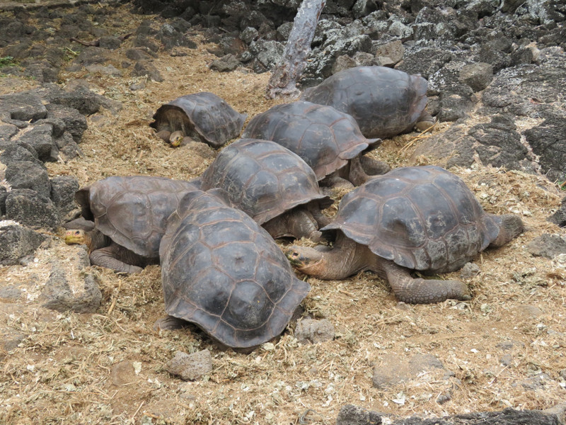 Tortoises - Darwin Research Centre