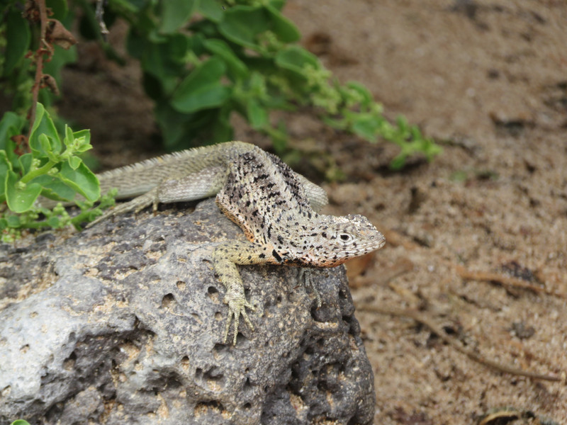 Lava Lizard - Santa Fe