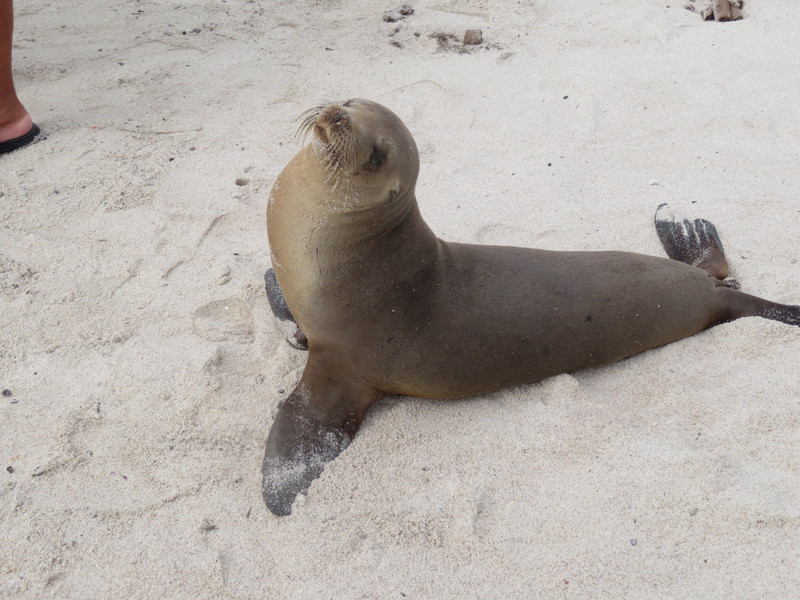 Yet another cute sealion - Plaza Sur