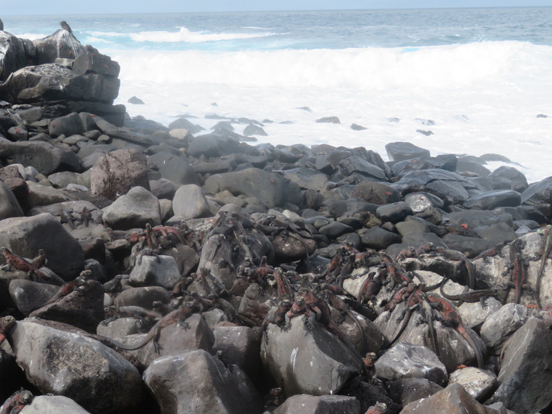 Heaps of Marine Iguanas - Punta Suarez