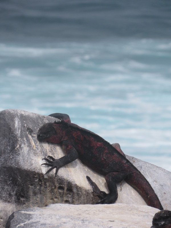 Marine Iguana - Punta Suarez