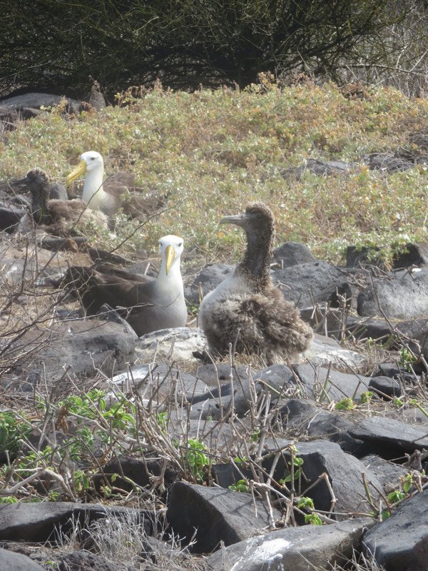 Albatross -Punta Suarez