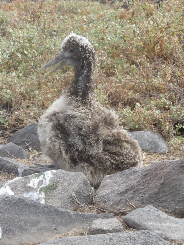 Albatross chick -Punta Suarez