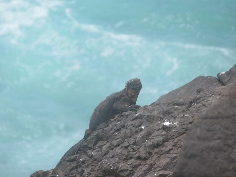Marine Iguana - Punta Suarez