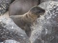 Baby seal - Punta Suarez