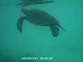 Turtle - Bahia Gardner