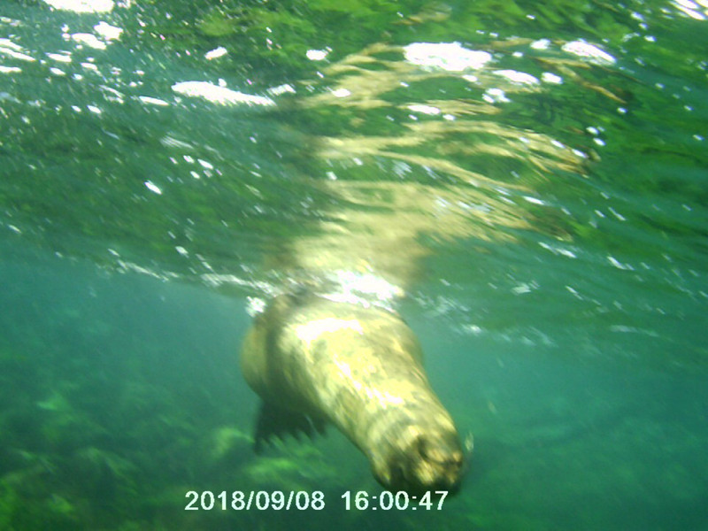 Another sealion close encounter