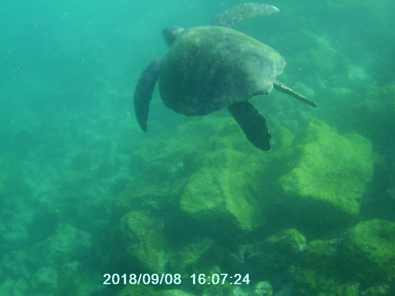 Swimming with the turtle