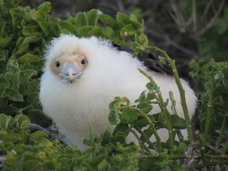 Yet another baby Booby