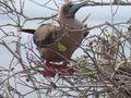Red Footed Booby - Punta Pitt