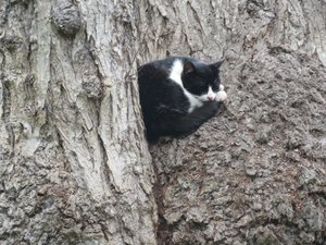 Cat in a tree - Kennedy Park, Miraflores, Lima
