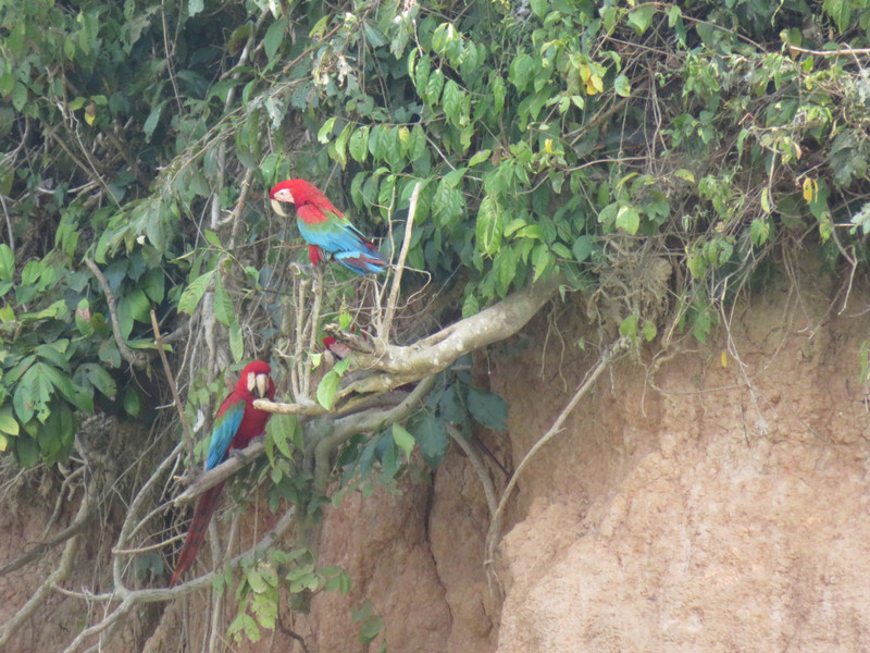 Red and Green MacCaws 