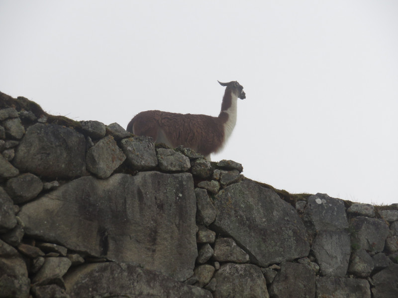 Llama overlord of Machu Picchi