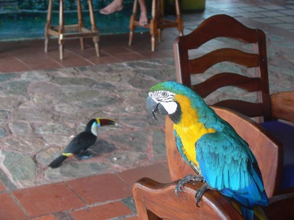 The Parrot  vs The Toucan
