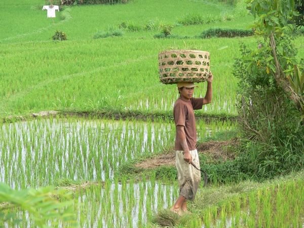 rice worker