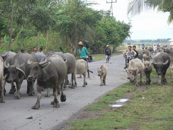 Buffalo rush hour