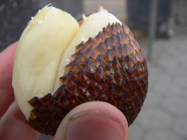 Snakeskin Fruit