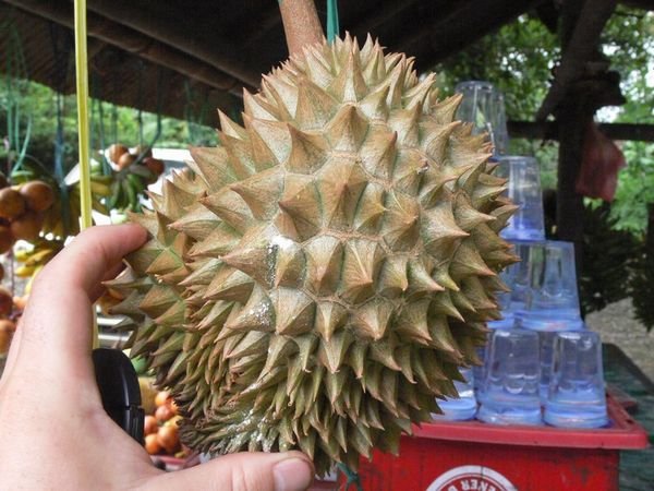 the infamous durian