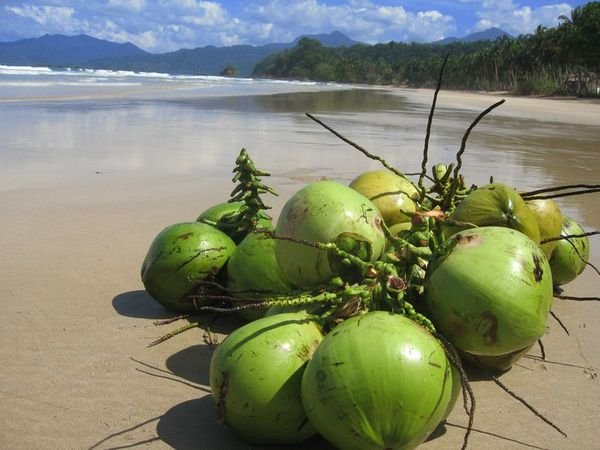 Lazy Coconuts on Sabang Beach