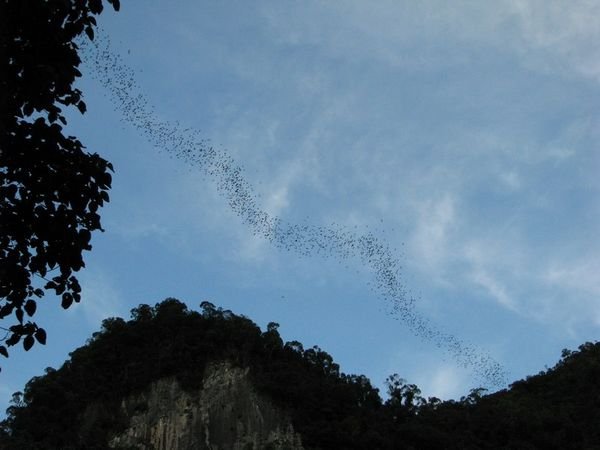 bats flying in formation
