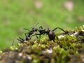 ants fighting