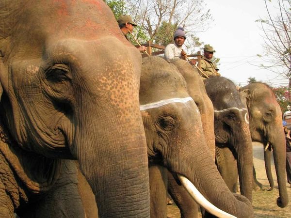 Elephant Identity Parade