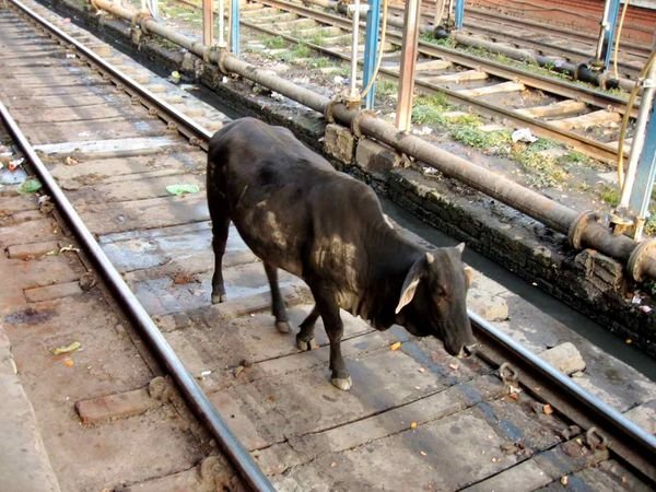 cattle on the track