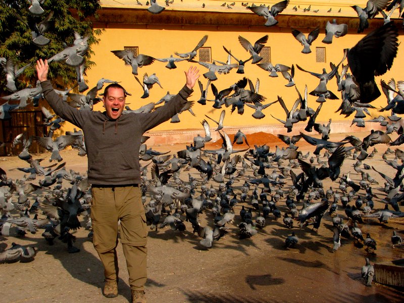 Cat amongst  the pigeons