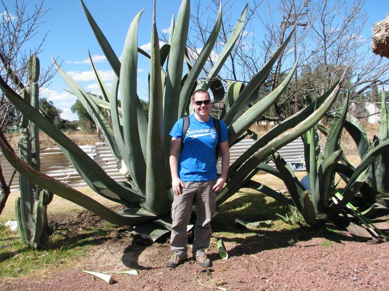 The legendary agave plant