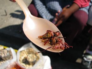 A spoonful of grasshoppers