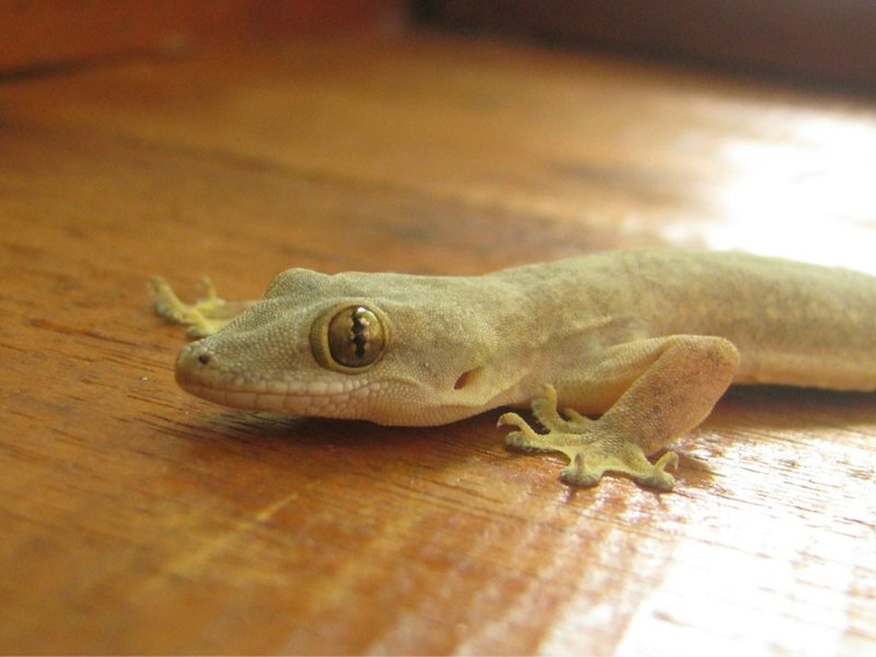 The friendly neighbourhood gecko